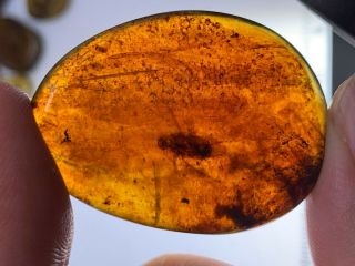 4.  7g Adult Roach In Sands Burmite Myanmar Burma Amber Insect Fossil Dinosaur Age