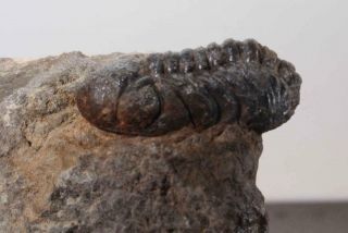 Morocco Trilobite Fossil Specimen On Matrix E