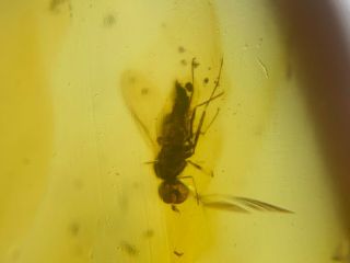 unique big Diptera fly Burmite Myanmar Burmese Amber insect fossil dinosaur age 2