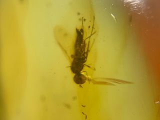 unique big Diptera fly Burmite Myanmar Burmese Amber insect fossil dinosaur age 3