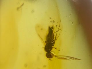 unique big Diptera fly Burmite Myanmar Burmese Amber insect fossil dinosaur age 4