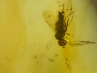 unique big Diptera fly Burmite Myanmar Burmese Amber insect fossil dinosaur age 5