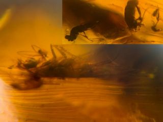 Big Unknown Lfy&fly Bug Burmite Myanmar Burmese Amber Insect Fossil Dinosaur Age