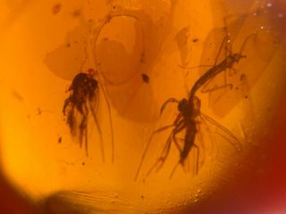 3 Diptera Mosquito Fly Burmite Myanmar Burmese Amber Insect Fossil Dinosaur Age