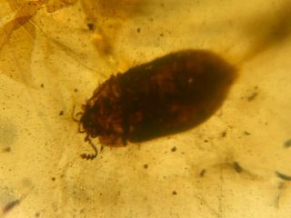 Unknown Beetle&fly Burmite Myanmar Burmese Amber Insect Fossil From Dinosaur Age