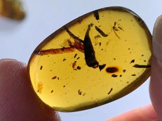 1.  97g Unique Unknown Plant&fern Burmite Myanmar Amber Insect Fossil Dinosaur Age