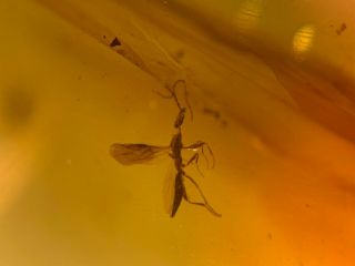 Wasp Bee&2 Mosquito Fly Burmite Myanmar Burmese Amber Insect Fossil Dinosaur Age