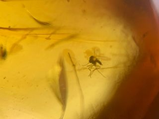 wasp bee&2 mosquito fly Burmite Myanmar Burmese Amber insect fossil dinosaur age 2