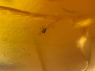 wasp bee&2 mosquito fly Burmite Myanmar Burmese Amber insect fossil dinosaur age 3
