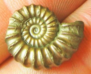 Stunning Golden Promicroceras 19 Mm Jurassic Pyrite Ammonite Fossil Uk Gold Gift
