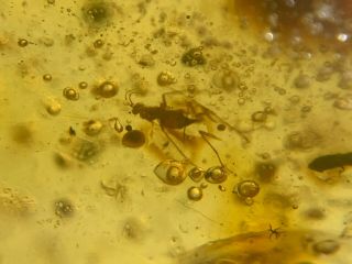 Mosquito Fly&water Bubbles Burmite Myanmar Amber Insect Fossil From Dinosaur Age