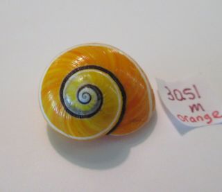 Polymita Spectacular Shell 30.  51 Mm Orangeyellow Color/ Absolute Beauty