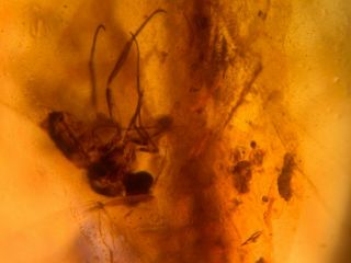 2 Unknown Fly&wasp Burmite Myanmar Burmese Amber Insect Fossil From Dinosaur Age