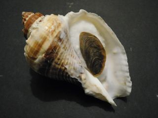 Huge Melongena Corona Shell Seashell 137 Mm Sanibel 5.  5 Inches