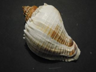 HUGE MELONGENA CORONA Shell Seashell 137 mm SANIBEL 5.  5 Inches 3