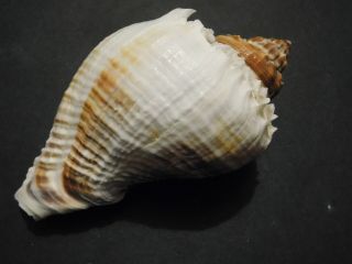 HUGE MELONGENA CORONA Shell Seashell 137 mm SANIBEL 5.  5 Inches 4