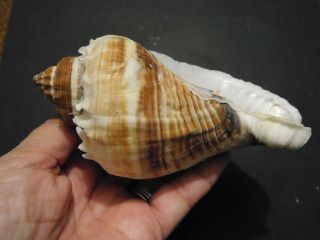 HUGE MELONGENA CORONA Shell Seashell 137 mm SANIBEL 5.  5 Inches 5