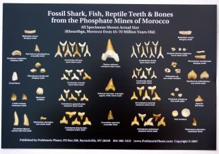 Fossil Shark Teeth & Other Morocco Fossils 7x5 Inch Postcard