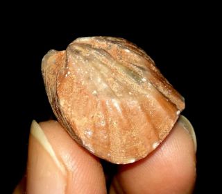 Brachiopod Fossil,  Spirifer Rajah From Timor,  20mm