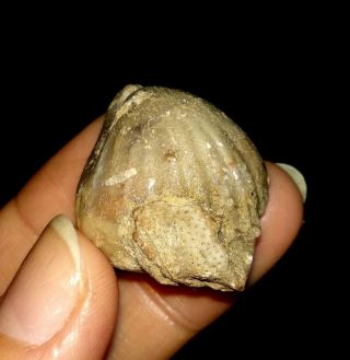 Brachiopod Fossil,  With Unique Coral From Timor,  24mm