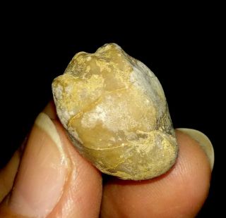 Brachiopod Fossil,  Notothyris From Timor,  18mm