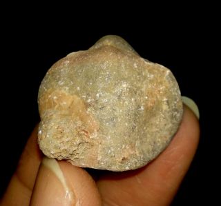 Brachiopod Fossil Timor With Little Coral,  22mm