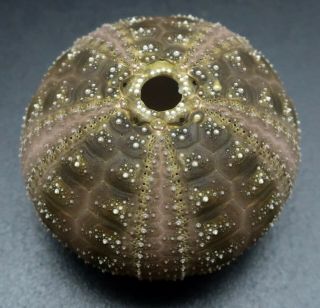 Dark Microcyphus Olivaceus 27.  3 Mm Philippines Sea Urchin
