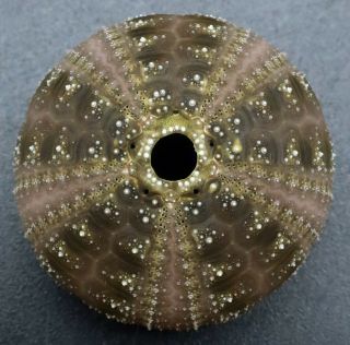 Dark Microcyphus olivaceus 27.  3 mm Philippines sea urchin 2