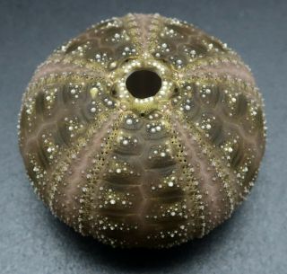 Dark Microcyphus olivaceus 27.  3 mm Philippines sea urchin 3