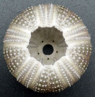 Dark Microcyphus olivaceus 27.  3 mm Philippines sea urchin 4