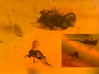 Wasp Bee&3 Mosquito Fly Burmite Myanmar Burma Amber Insect Fossil Dinosaur Age