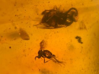 wasp bee&3 mosquito fly Burmite Myanmar Burma Amber insect fossil dinosaur age 2