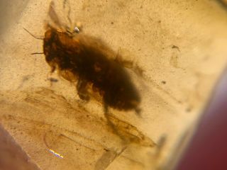 Unique Roach Larvae Burmite Myanmar Burmese Amber Insect Fossil Dinosaur Age