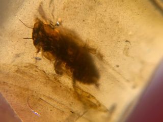unique roach larvae Burmite Myanmar Burmese Amber insect fossil dinosaur age 2