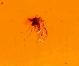 Chironomid Insect In Authentic Dominican Amber Fossil Gem Quality Piece