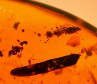 2 Mimosa Plant Leaflets With Bethylid Wasp In Authentic Dominican Amber Fossil