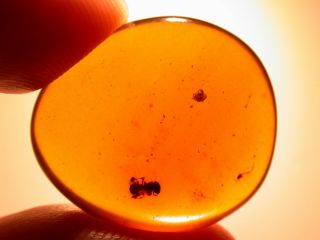 Spider With Insects In Burmite Amber Fossil Gemstone From Dinosaur Age