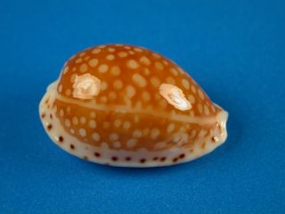 Cypraea Gaskoini,  Pattern,  20.  6mm,  Hawaii Shell