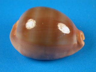 Cypraea Sulcidentata,  Dark Color,  35.  2mm,  Hawaii Shell