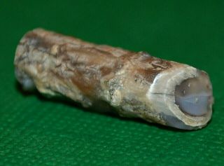 Small Cut & Polished Petrified Agatized Wood Limb Casting From Wyoming,  America
