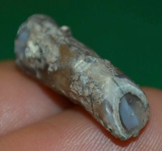 Small Cut & Polished Petrified Agatized Wood Limb Casting From Wyoming,  America 3