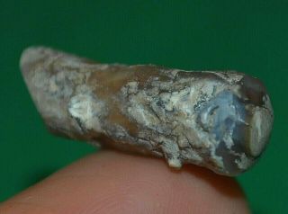 Small Cut & Polished Petrified Agatized Wood Limb Casting From Wyoming,  America 4
