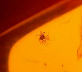 Long Legged Mite With Fly In Authentic Dominican Amber Fossil From La Bucara