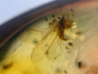 Neuroptera Lacewings Burmite Myanmar Burmese Amber Insect Fossil Dinosaur Age
