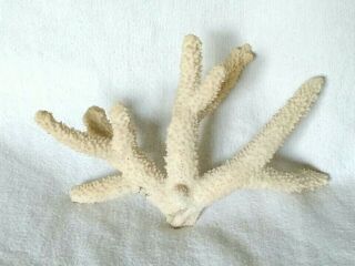 Natural White Branch Coral Seashell Reef Tree 8 "