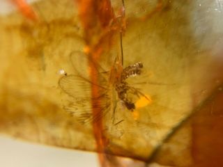 flying Neuroptera Berothidae lacewing Burmite Myanmar Burma Amber insect fossil 3