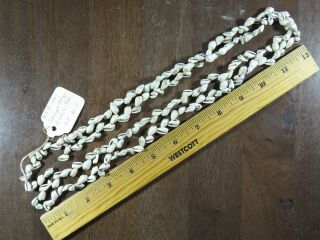 Outstanding 48 Inch Mississippian Shell Bead Necklace,  Polk Co.  Tn.  X Beutell