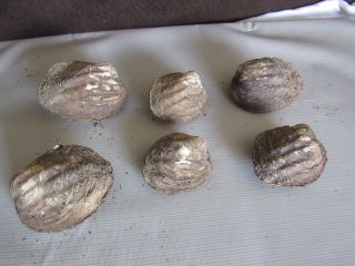 Set Of 6 Fifty Year Old Stock Matched Whole Mother Of Pearl Clam Shells Speciman