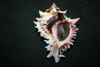 Regal Murex Seashell