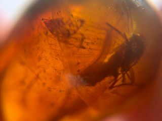 Hemiptera Cicada Leafhopper Burmite Myanmar Amber Insect Fossil Dinosaur Age